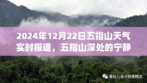 2024年冬至五指山探險(xiǎn)之旅，深山寧?kù)o與天氣實(shí)時(shí)報(bào)道的心靈之旅