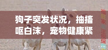 狗子突發(fā)狀況，抽搐嘔白沫，寵物健康緊急警示！