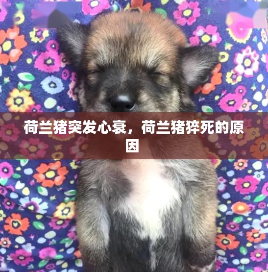 荷蘭豬突發(fā)心衰，荷蘭豬猝死的原因 