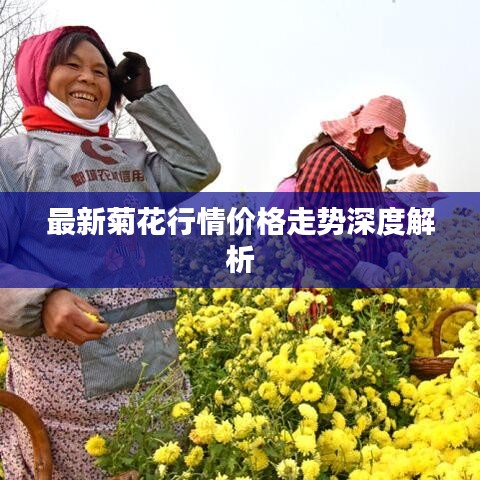 最新菊花行情價(jià)格走勢深度解析
