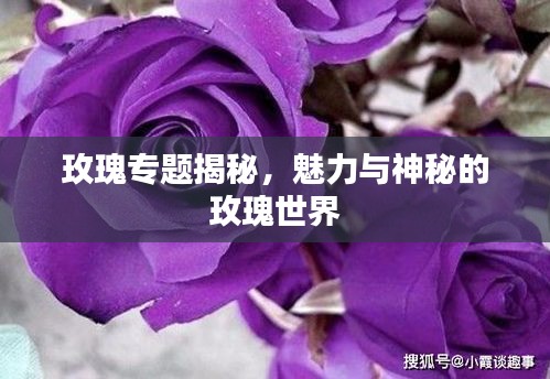 玫瑰專題揭秘，魅力與神秘的玫瑰世界