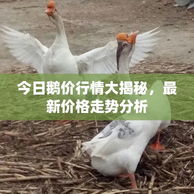 今日鵝價(jià)行情大揭秘，最新價(jià)格走勢分析