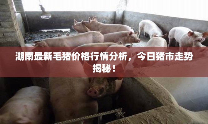 湖南最新毛豬價格行情分析，今日豬市走勢揭秘！