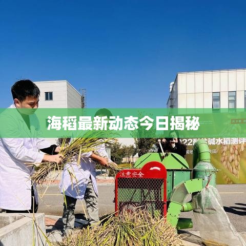 海稻最新動態(tài)今日揭秘