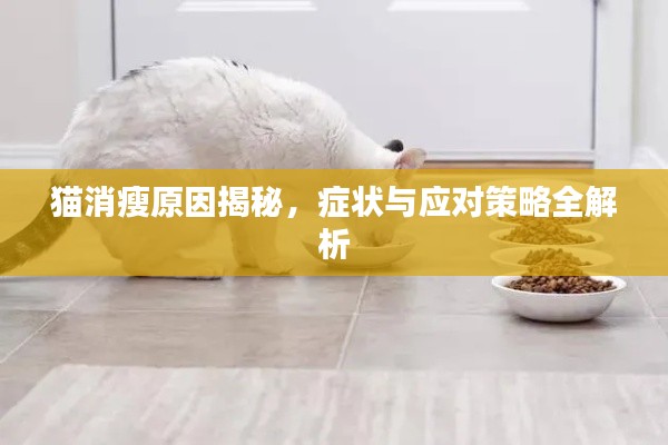 貓消瘦原因揭秘，癥狀與應(yīng)對(duì)策略全解析