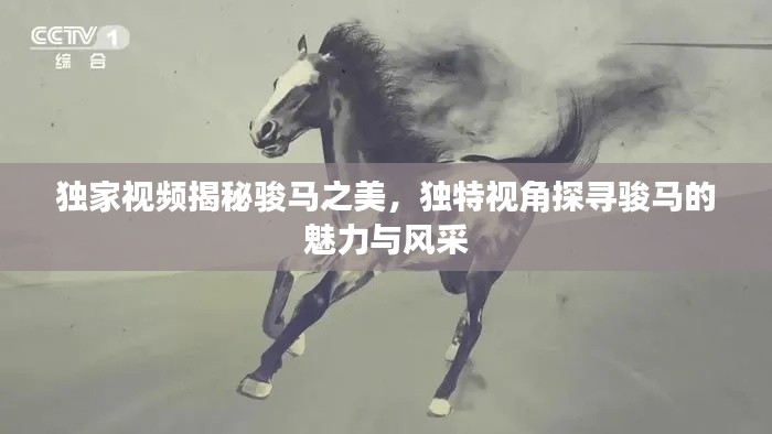 獨家視頻揭秘駿馬之美，獨特視角探尋駿馬的魅力與風采