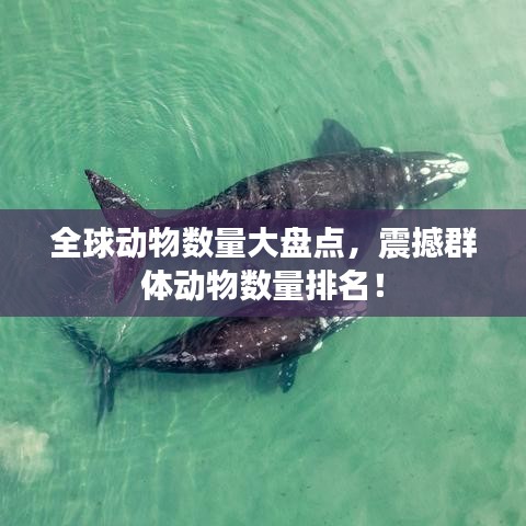 全球動(dòng)物數(shù)量大盤(pán)點(diǎn)，震撼群體動(dòng)物數(shù)量排名！