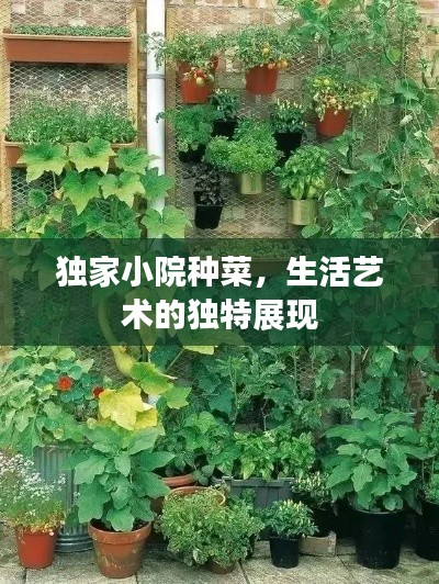 獨家小院種菜，生活藝術的獨特展現(xiàn)